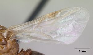 Solenopsis geminata casent0100826 profile 2.jpg