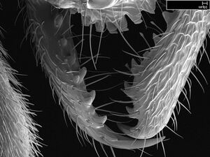 Stigmatomma bolabola casent0034744 h 9 high.jpg