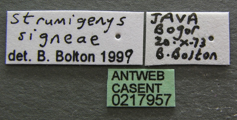 File:Strumigenys signeae casent0217957 l 1 high.jpg