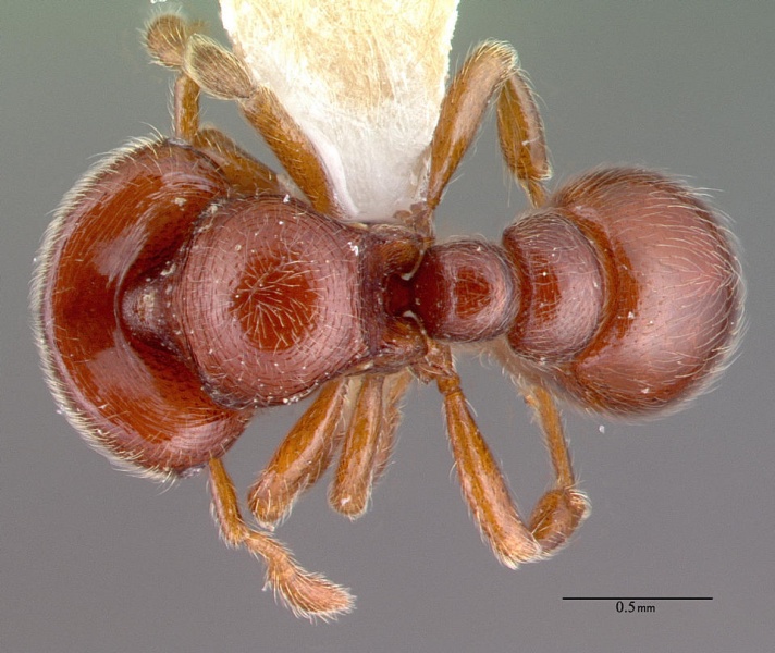 File:Tatuidris tatusia psw7891-9 dorsal 1.jpg