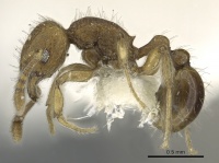 Tetramorium difficile casent0901089 p 1 high.jpg