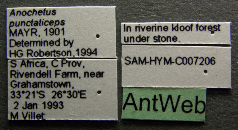 File:Anochetus punctaticeps sam-hym-c007206b label 1.jpg