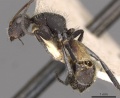 Camponotus auricomus casent0910683 p 1 high.jpg