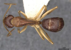 Camponotus discors casent0910293 d 1 high.jpg