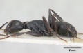 Camponotus vagus casent0103337 profile 1.jpg