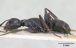 Camponotus vagus casent0103337 profile 1.jpg