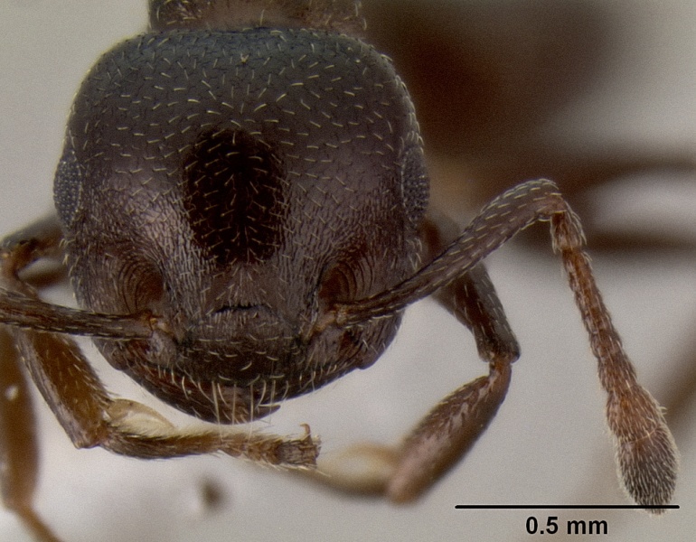 File:Crematogaster liengmei casent0193172 h 1 high.jpg
