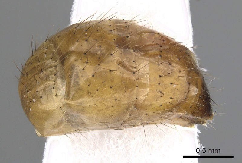 File:Dolichoderus baenae casent0249645 p 2 high.jpg