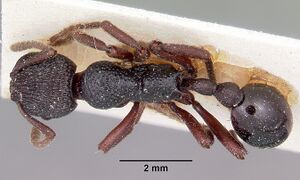 Eutetramorium mocquerysi casent0101660 dorsal 1.jpg