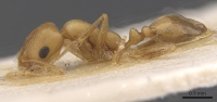 Monomorium dilatatum casent0913733 p 1 high.jpg