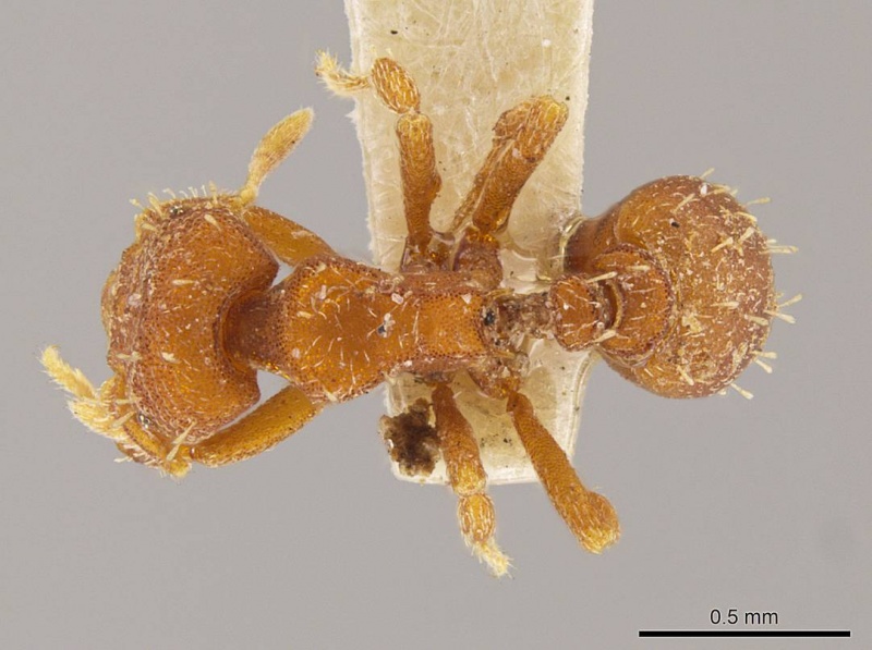 File:Octostruma lutzi D mcz-ent00303378.jpg