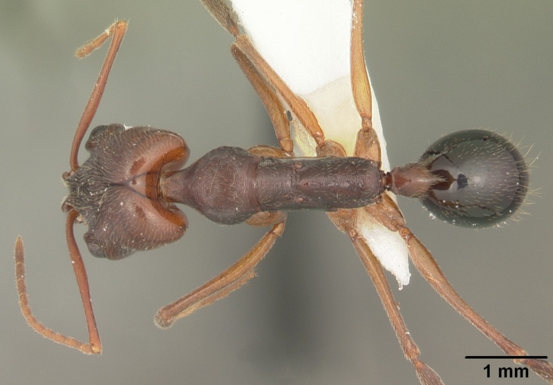 File:Odontomachus relictus casent0104172 dorsal 1.jpg