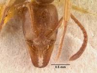 Pachycondyla testacea casent0101458 head 1.jpg