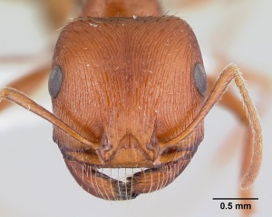 Pogonomyrmex anzensis casent0179511 head 1.jpg