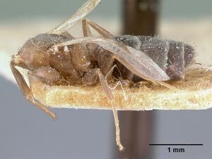 Technomyrmex difficilis casent0101671 profile 1.jpg