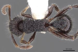 Tetramorium capillosum casent0901156 d 1 high.jpg