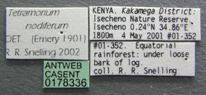 Tetramorium nodiferum casent0178336 label 1.jpg