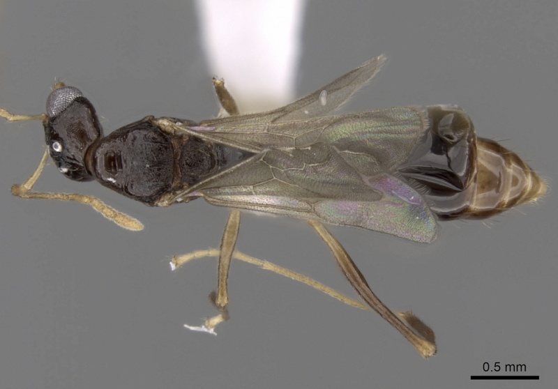 File:Aphaenogaster honduriana casent0618810 d 1 high.jpg