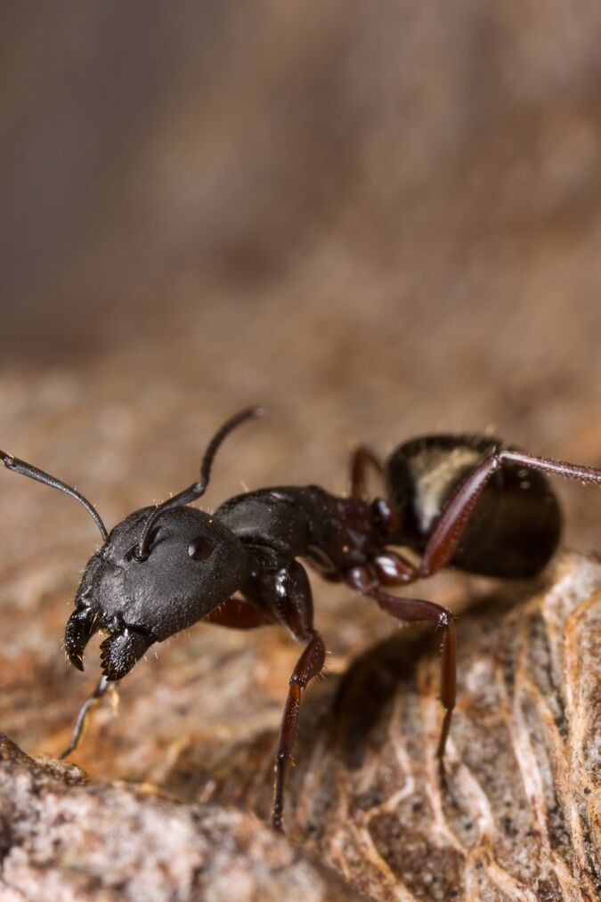 Camponotus chalceus - AntWiki