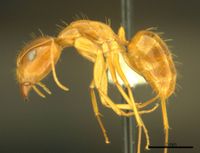 Camponotus micronesicus antweb1008903 p 1 high.jpg