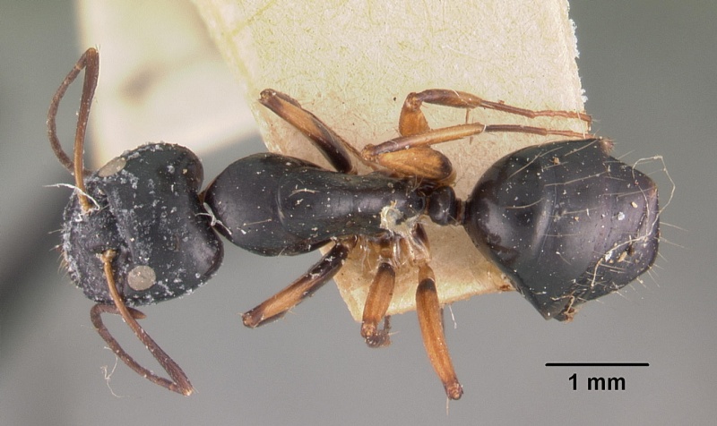 File:Camponotus pictipes casent0102421 dorsal 1.jpg