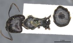 Camponotus vividus casent0903485 d 1 high.jpg