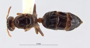 Cladomyrma-scopulosa-queen-dorsal-normal.jpg