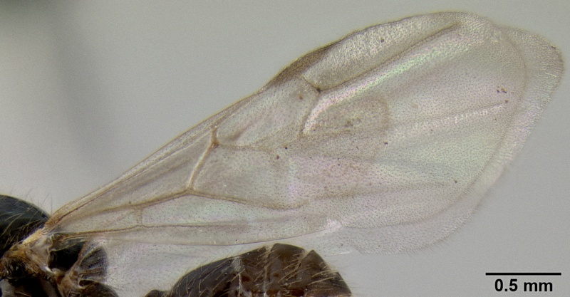 File:Crematogaster volamena casent0162852 p 2 high.jpg