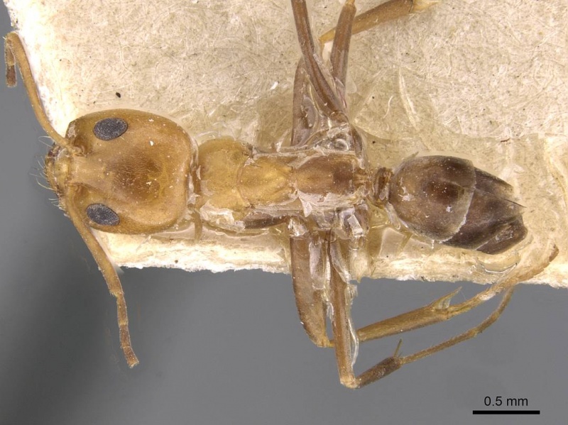 File:Dorymyrmex pyramicus casent0909746 d 1 high.jpg