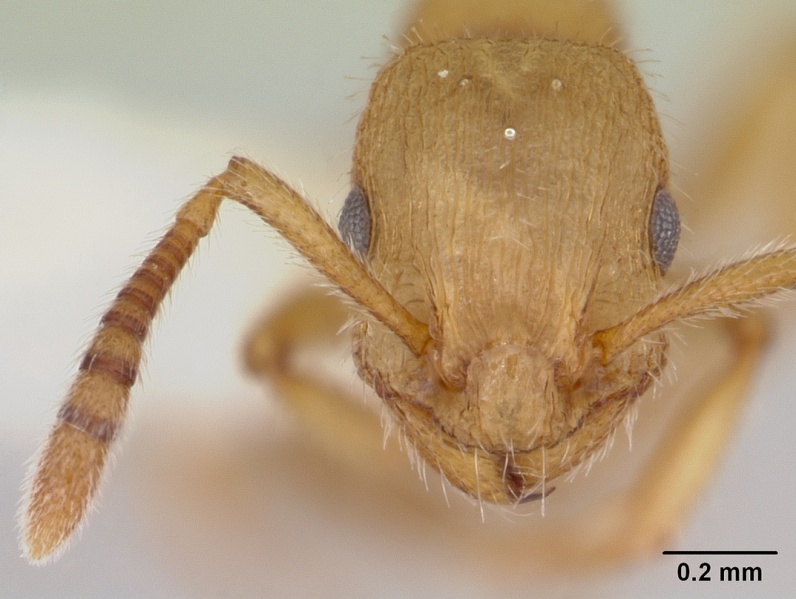 File:Formicoxenus chamberlini casent0103456 head 1.jpg