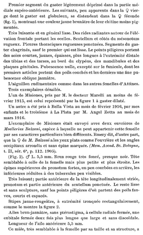Gallardo 1916 p. 322.png