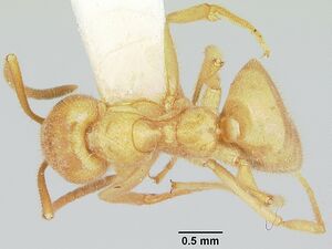 Lasius atopus casent0103118 dorsal 1.jpg