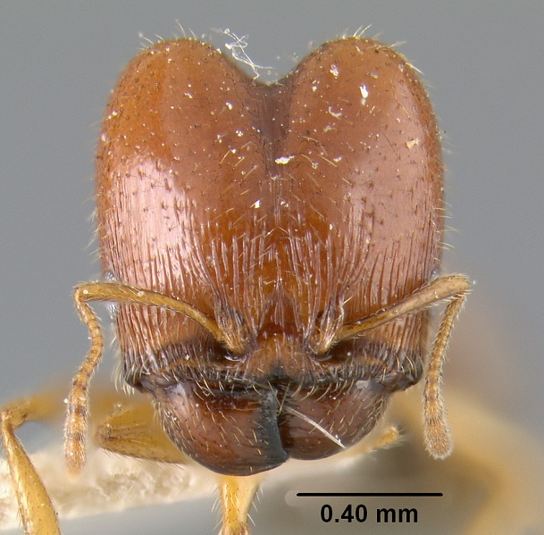 File:MCZ-ENT00020738 Pheidole xerophila subsp tucsonica hef.jpg