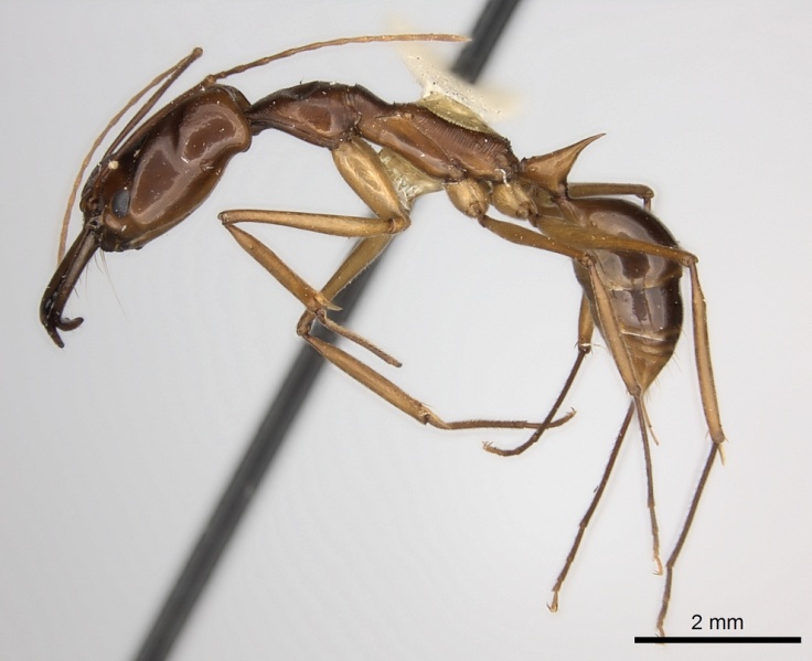 File:Odontomachus papuanus casent0217543 p 1 high.jpg