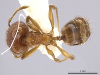 Pheidole jivaro jtlc000016418 d 1 high.jpg