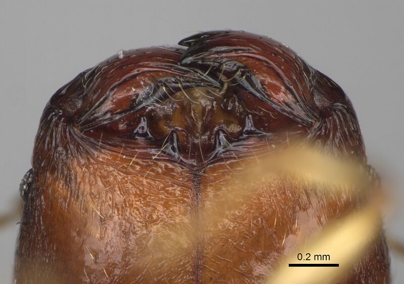 File:Pheidole miramila casent0198567 h 2 high.jpg