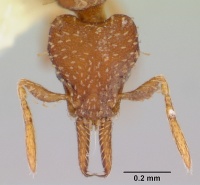 Pyramica oconitrilloae inb0003621500 head 1.jpg