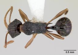 Tetramorium metactum casent0178329 d 1 high.jpg