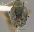 Camponotus-barbatusH2.5x.jpg