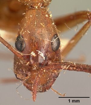 Camponotus cervicalis gaullei casent0101180 head 1.jpg