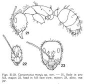 Camponotus monju F21-23.jpg