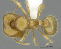 Carebara kabosy Holotype worker casent0438062 d.jpg