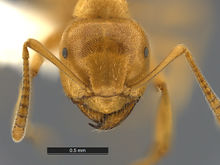 Lasius-murphyi-MCZ001H.jpg