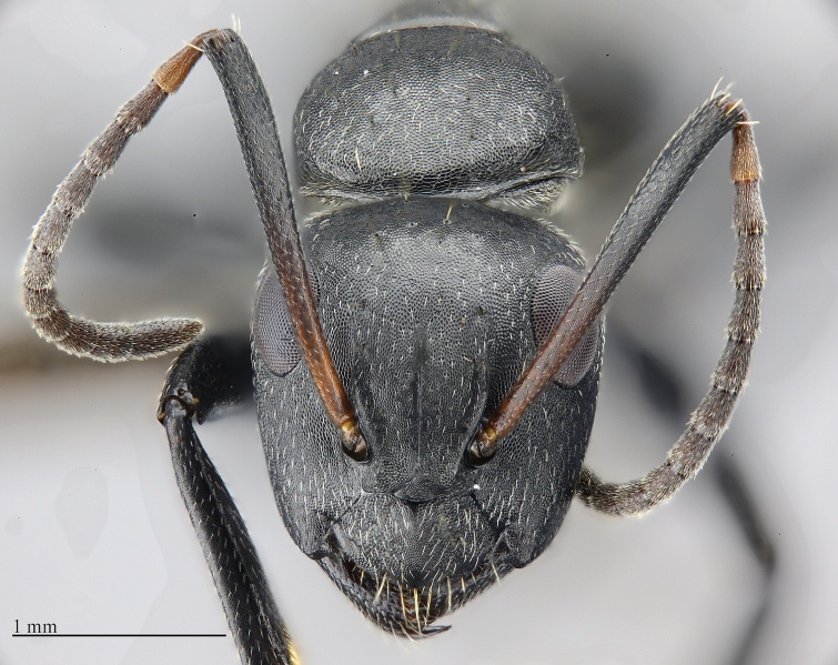 File:MCZ ENT Camponotus MOZ sp12 hef 5x.jpg