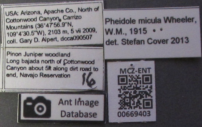 File:Mcz-ent00669403 Pheidole micula major lbs.JPG