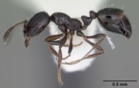 Monomorium viridum casent0104112 p 1 high.jpg