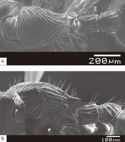 Myrmecina dechai F13ab.jpg