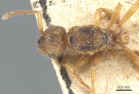 Myrmica laurae D casent0904098.jpg