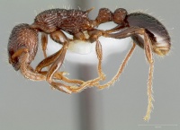 Myrmica punctinops P casent0005706.jpg