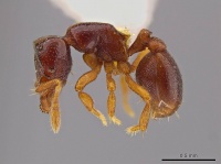 Octostruma limbifrons P mcz-ent00511414.jpg